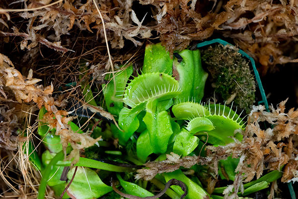 2 venus flytrap