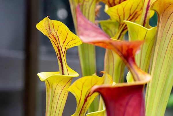 3 Sarracenia pitcher