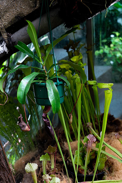 4 Nepenthes