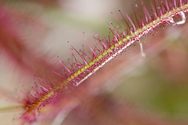 5 drosera