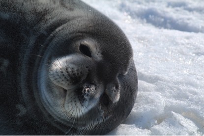 Gratuitous seal 1