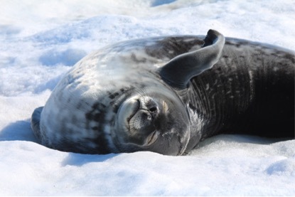 Gratuitous seal 2