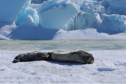 Gratuitous seal 4