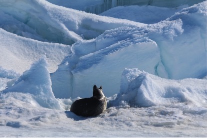 Gratuitous seal yawning