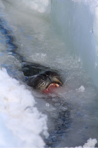 Seal chewing ice