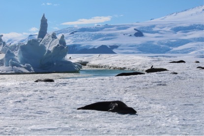 Seals in the sunshine