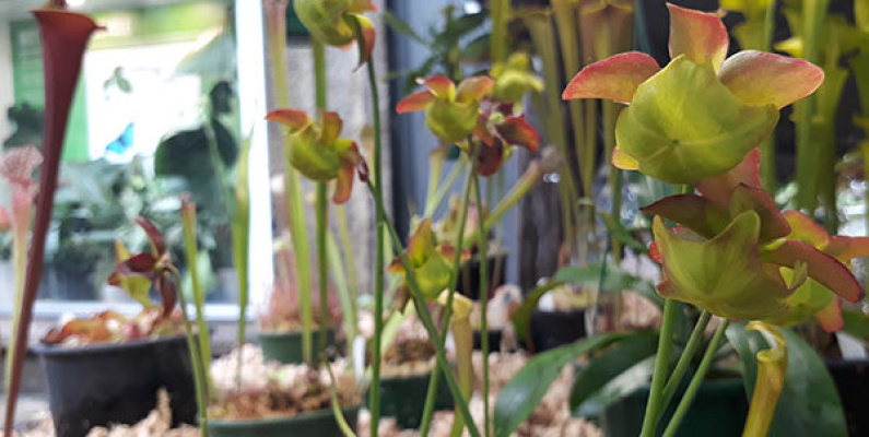 1 Sarracenia flower