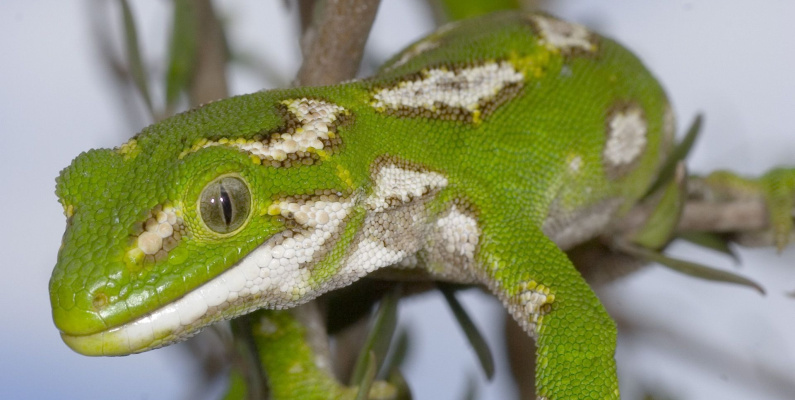 N. gemmeus front protrait jpeg james reardonred