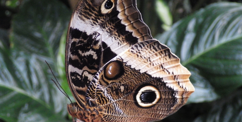 Yellow edged great owl Caligo atreus on hand