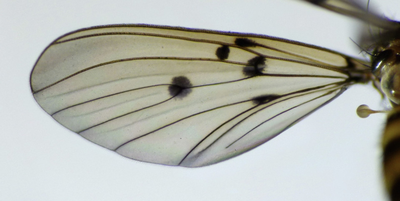 thumbnail Mycomya quadrimaculata wing