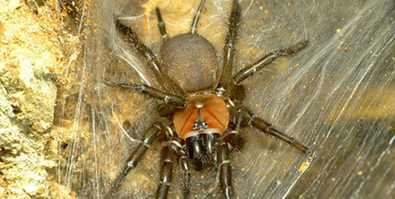 The Tunnelweb Spider – Dunedin’s Heaviest and Most Popular Spider ...