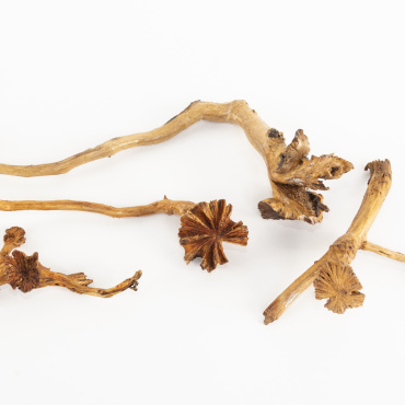 Varnished specimens of wood roses created by Dactylanthus taylorii in the Tuhura Otago Museum Collection2