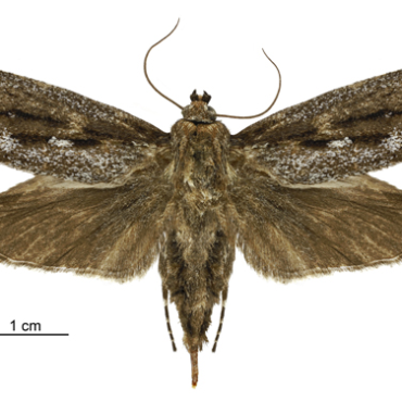 female Titanomis sisyrota from NZAC Birgit Rhode CCBY2