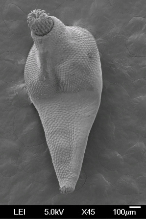 Corynosoma hanna SEM