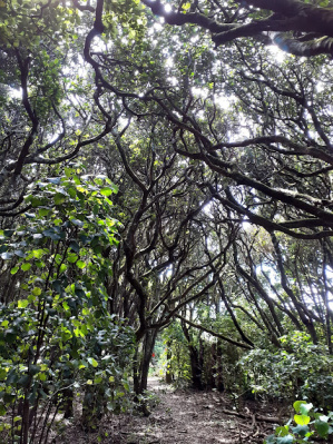 henga kopi trees