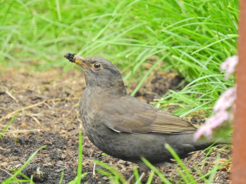 Blackbird female CC BY Susan Marley