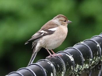 Chaffinch Female CC BY NC Jacqui nz iNat