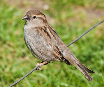 Sparrow female CC BY SA Diliff