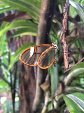 glasswing