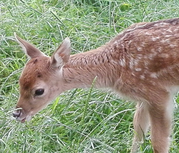 Figure 5 Fallow deer