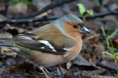 Chaffinch CC BY John Barkla