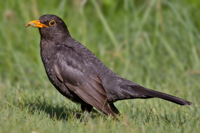 Common Blackbird male Andreas Trepte