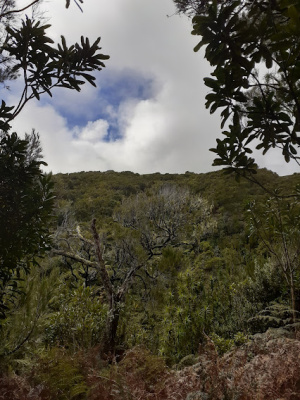 awatotara track trees2