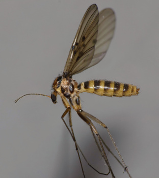 thumbnail Mycomya quadrimaculata female 8.0 mm