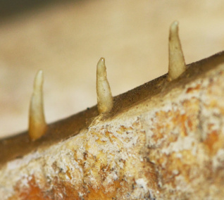 Unusual needle-like teeth in the jaw of this whale 