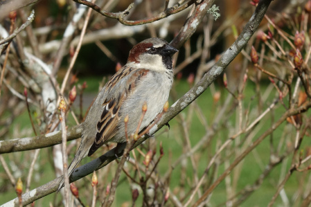 Sparrow male CC BY John Barkl