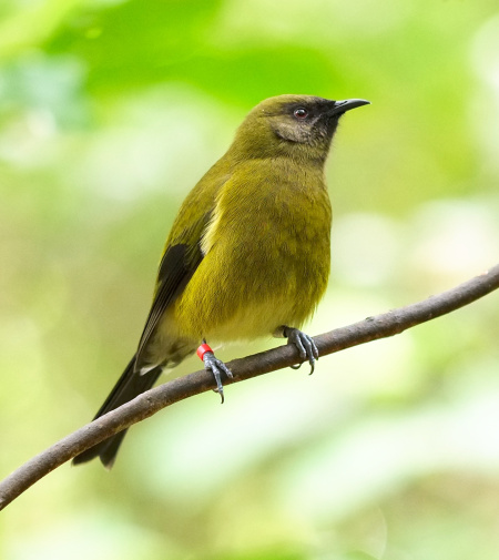 Bellbird perched on a twig