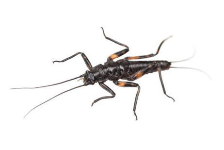 Stonefly Blog Image 1