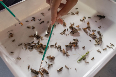 7. Moth Sorting