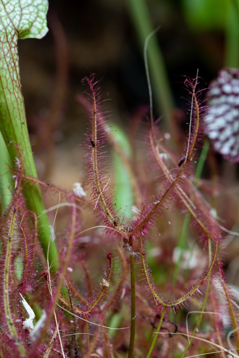 Carn plants 1 5 drosera a