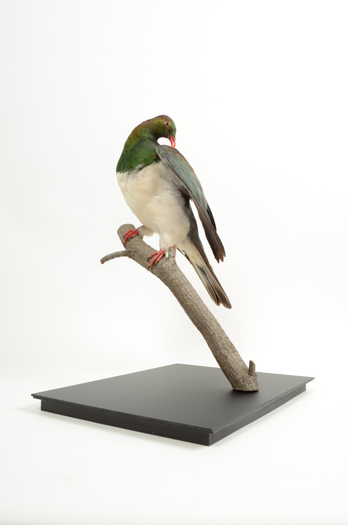 Kererū; Otago Museum Collection 