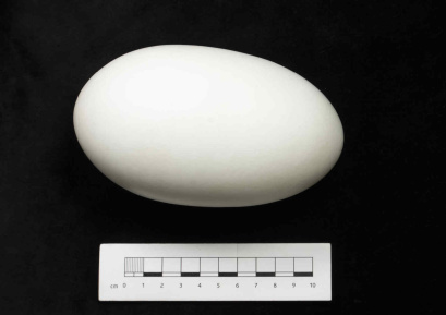 AV12314 av1232 kiwi egg fromAnatomy