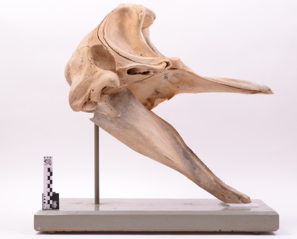 Juvenile Cuvier’s beaked whale skull (OMNZ VT2765), Otago Museum Collection