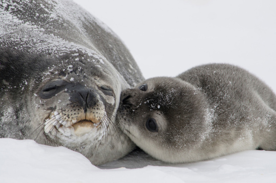 WEB SealPup USGS