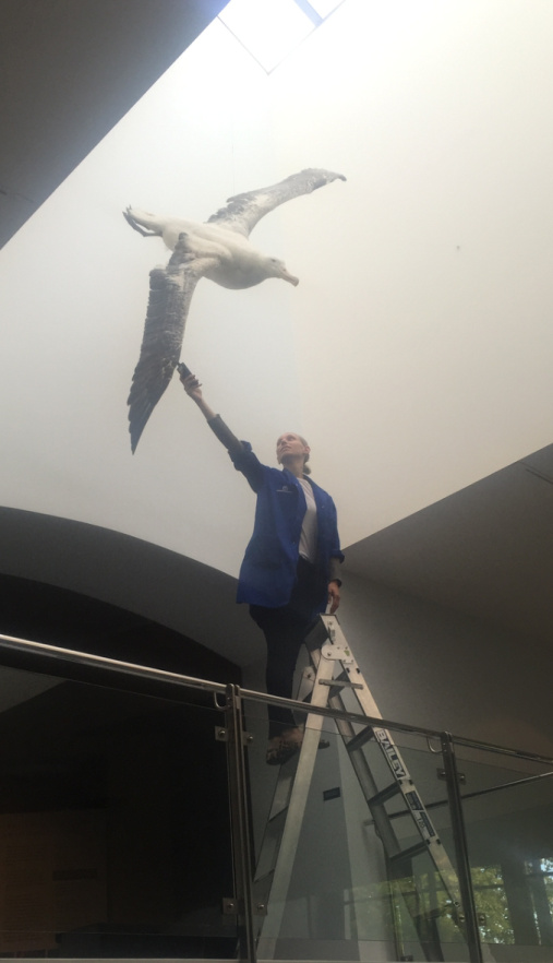 Lisa measuring the light levels on an albatross