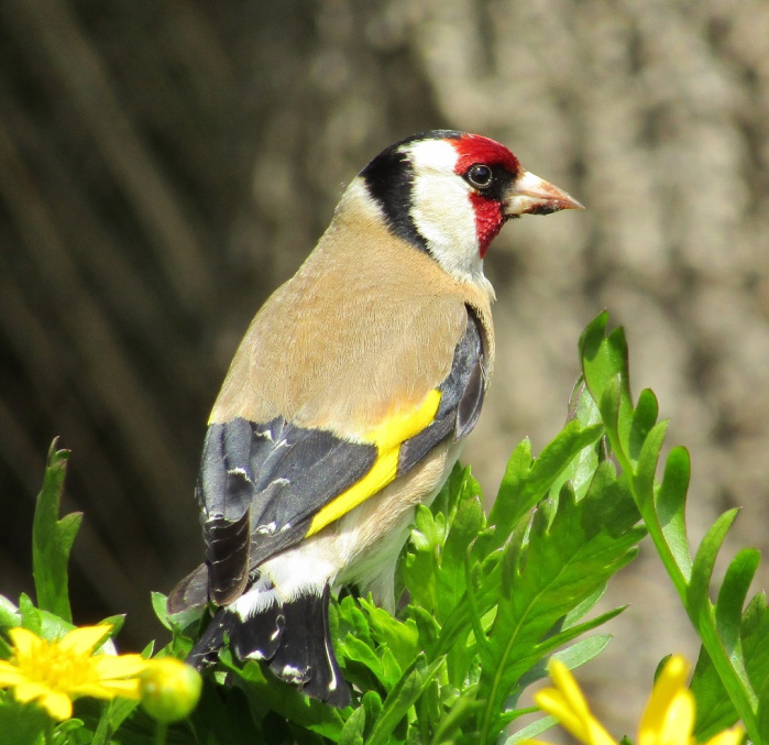 Goldfinch male CC BY wild wind iNat