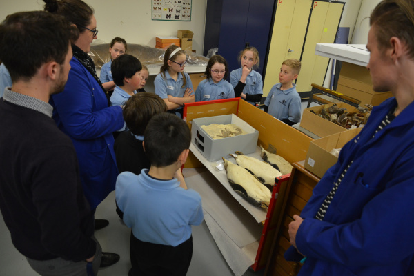 Examining the Museum’s collection of penguins