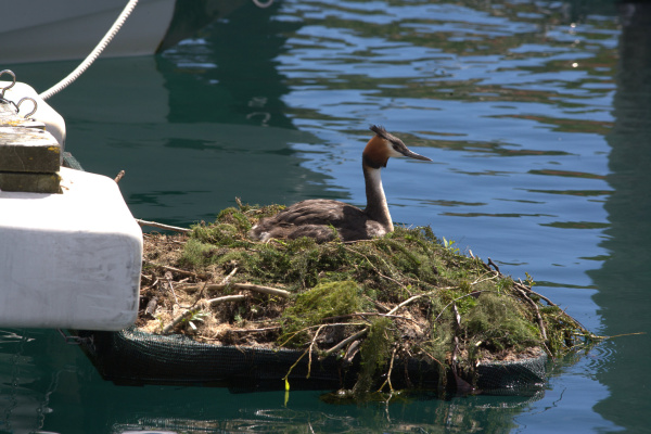 Grebe pontoon John Darby