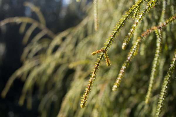 Rimu leaves