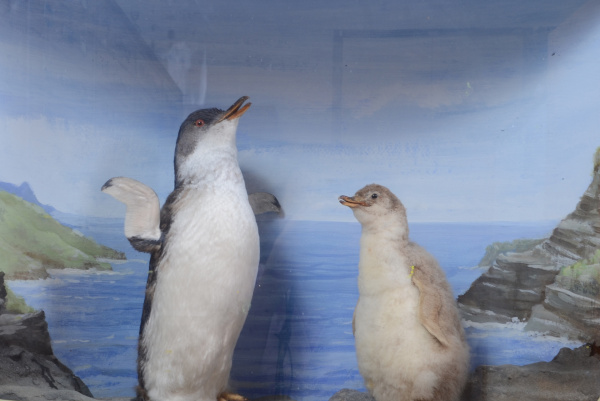 Blue Penguin Diorama