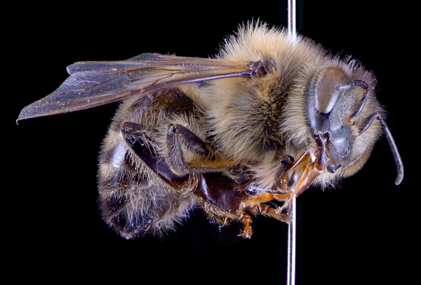 Apis mellifera Honey bee