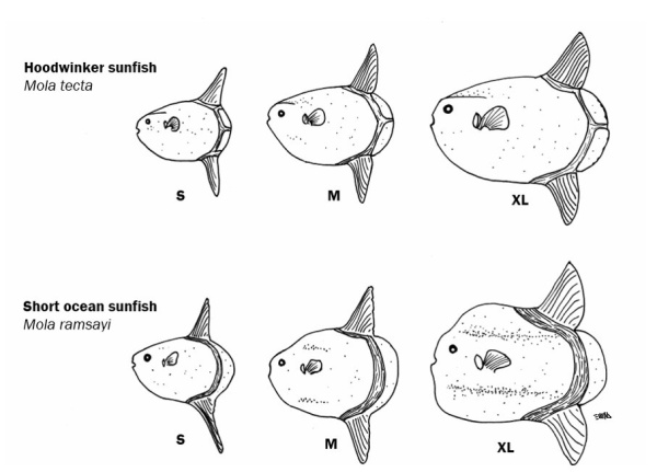 Sunfish 6