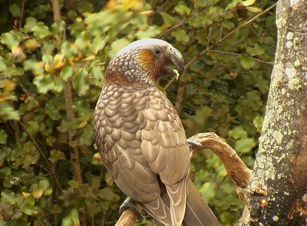 Nestor meridionalis Kaka Stewart Island 6