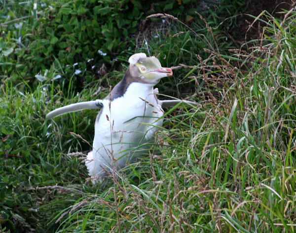 Moulting penguin Flickr Creative Commons