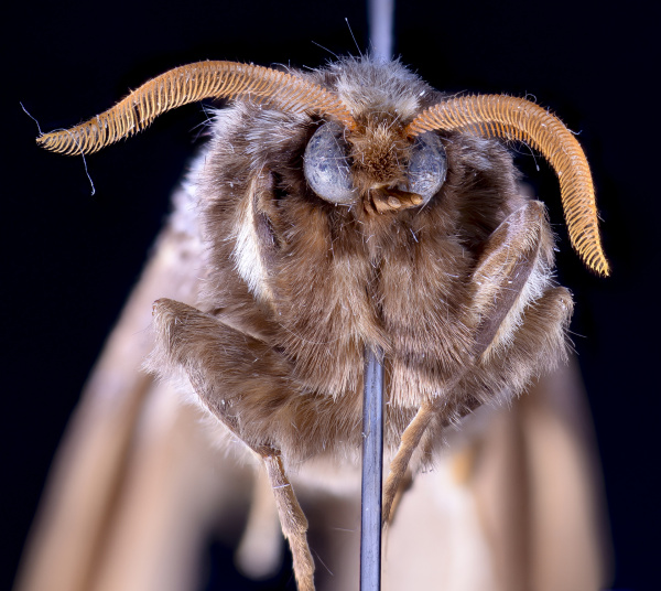 Forest Porina Moth Aoraia dinoides 2