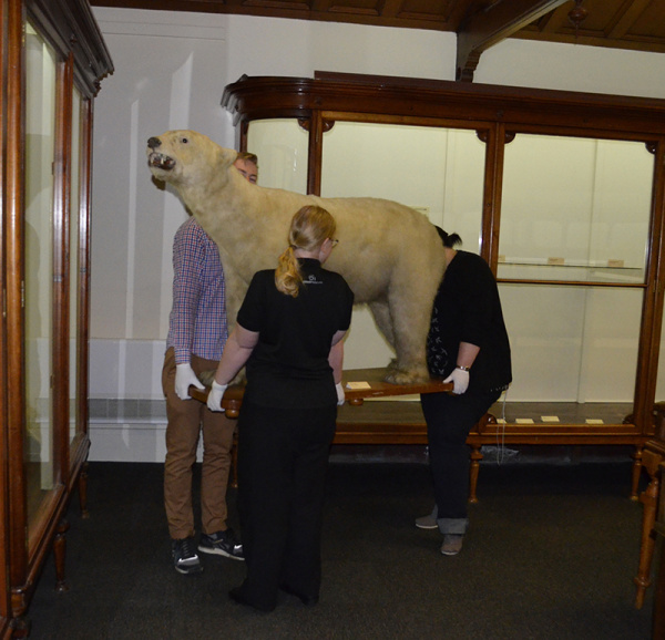 Polar Bear being moved to a tempooary home SM